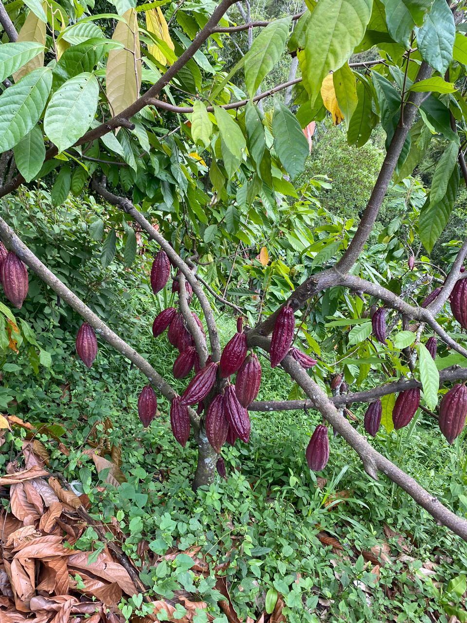 Plantas villajuliana